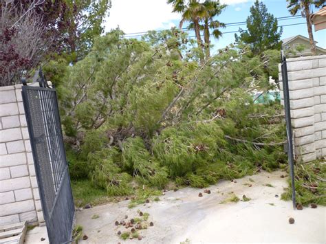 It is quite 'messy', but i look at the leaf. Tree Removal « Affordable Tree Service, Las Vegas, NV