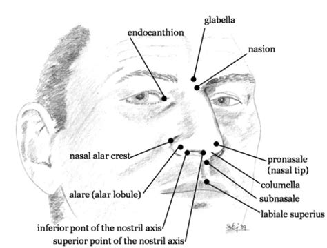 The Key Landmarks Representing The Human Nose Download Scientific