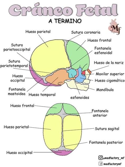 Craneo Fetal Mf Resúmenes De Medicina Apuntes De Medicina Udocz