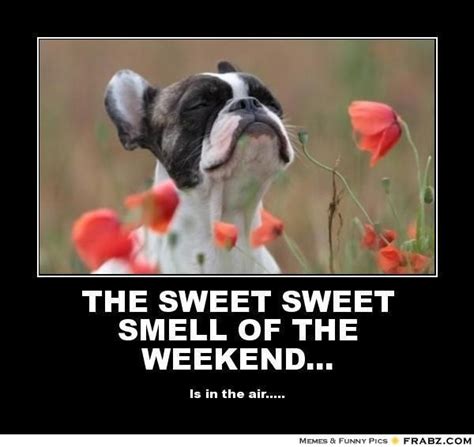 It's the best time off from work with friends and family. I can smell the weekend!! #dogs | Funny dogs, Dog quotes ...