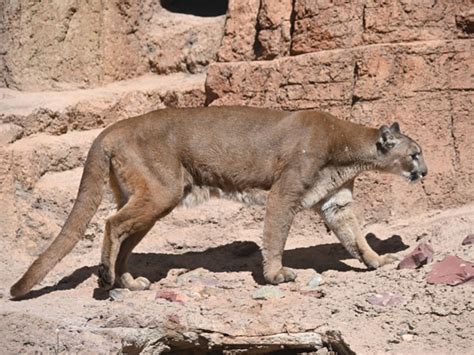 Puma Concolor Puma In Arizona Sonora Desert Museum