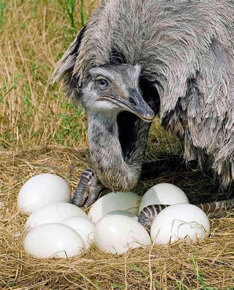 Animais Que Comem Ovos