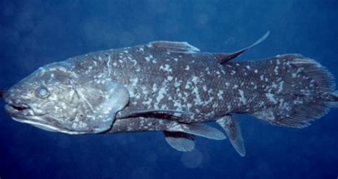 The Coelacanth The Gigantic Prehistoric Fish Thats Still Alive Today