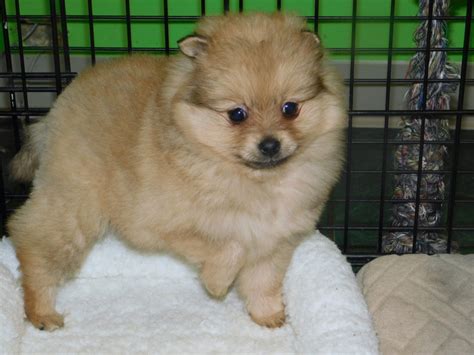 Pomeranian Puppies For Sale Hammond In 292550