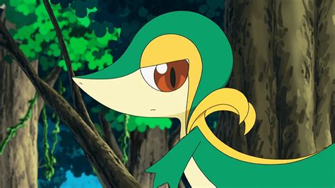 Snivy was thrown up into the air like a ragdoll, leaving himself open to be taken down by a simple quick attack, throw to the floor combo. Snivy HD Wallpapers - Wallpaper Cave