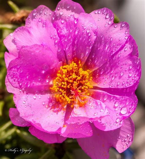Pink Flower After The Rain Holly Ngraphy Flickr