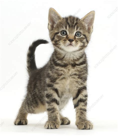 Tabby Kitten 6 Weeks Stock Image C0427927 Science Photo Library