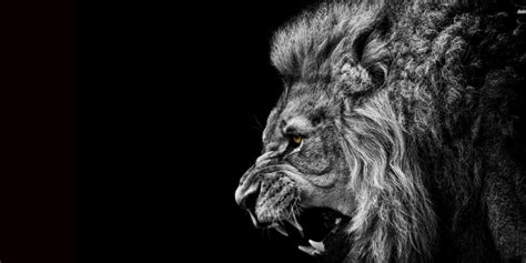 Lion Of Judah Will Roar From His Dwelling Place Ss 444 Prophecy News