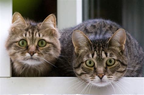 The cats are at first suspicious and proud, reluctant to allow an audience into their domain. 22 Of The Most Interesting Random Facts About Cats | LifeDaily