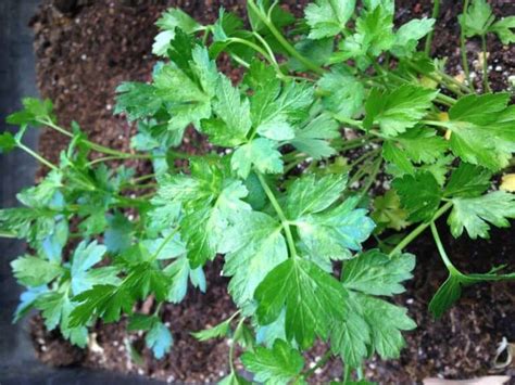 How To Plant Grow And Harvest Parsley Growing Parsley Herbs