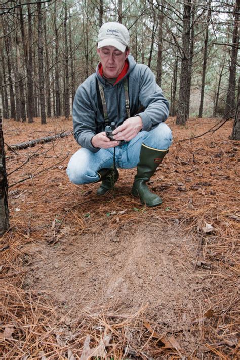 Creating Mock Scrapes To Hunt White Tail Deer Louisiana Sportsman