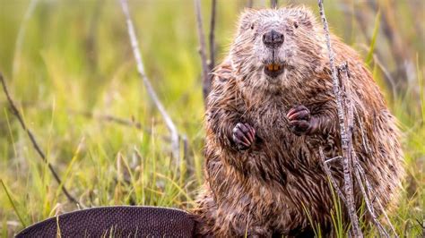 Beavers Could Reduce Flood Risk For Town With Dams Bbc Newsround