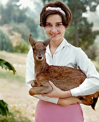 Audrey Hepburn Holding Her Pet Deer Pippin On The Set Of The Film