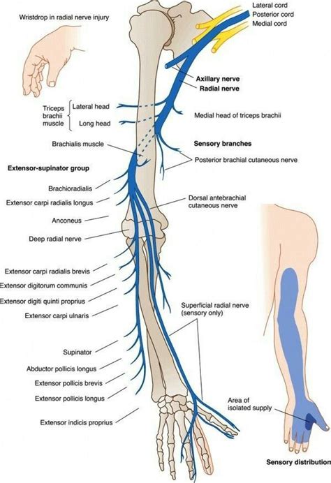 Radial Never Injury Radial Nerve Medical Anatomy Human Anatomy And