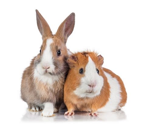 Can Pet Rabbits And Guinea Pigs Live Together Petsoid
