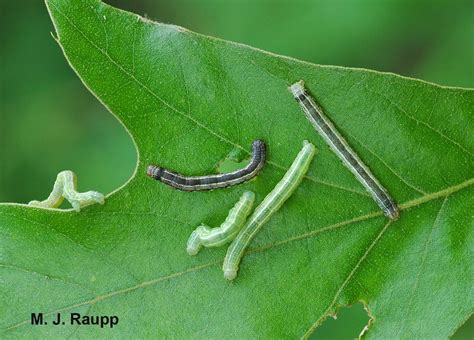 Chilly Winter Days Cant Stop The Fall Cankerworm Alsophila Pometaria Bug Of The Week