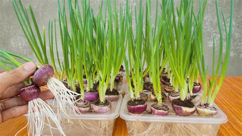 The Easiest Way To Grow Onions Hydroponically In Box Lots Of Leaves