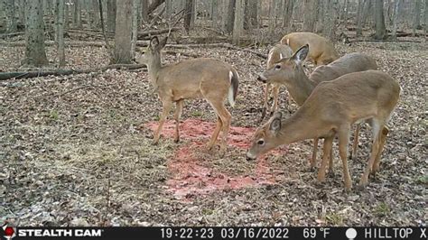 What Is The Bag Limit For Deer In Ohio Ohio Deer Hunter
