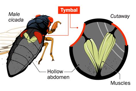 An Animated Guide To This Years Brood X Cicada Emergence Time