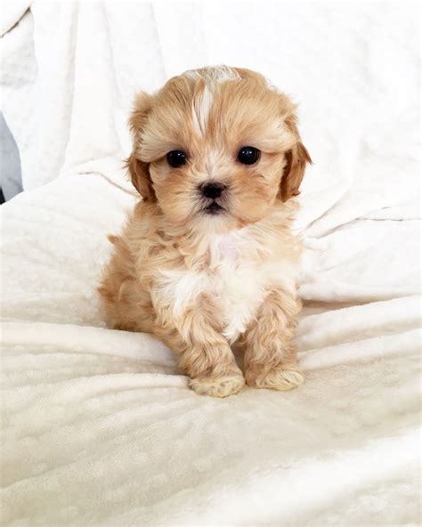 However, free morkie dogs and puppies are a rarity as rescues usually charge a small adoption fee to cover their expenses (usually less than $200). Morkie Puppies for sale - Pumpkin! | iHeartTeacups