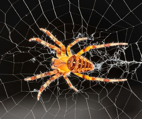 Orb Weaver Spider Identification Habits And Behavior Leos Pest Control