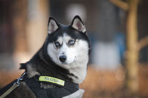 Siberian Huskies Make Great Pets But Owners Must Be Committed To