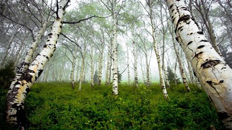 Birch Forest Wallpapers Top Free Birch Forest Backgrounds