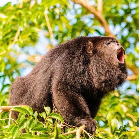 31 Best Jungle Animals Images On Pinterest Jungle