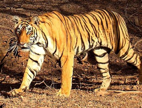 Bengal Tiger The Animal Facts Appearance Diet Habitat Range