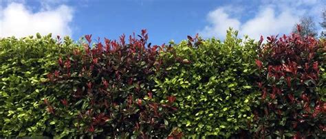 We did not find results for: Ornamental Mixed Hedges. Mixed Hedging Plants For Sale UK