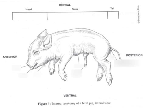 External Anatomy Of Fetal Pig Diagram Quizlet
