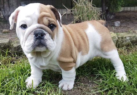 Not seeing what you are looking for? English Bulldog Puppies For Sale | Branford, FL #195927