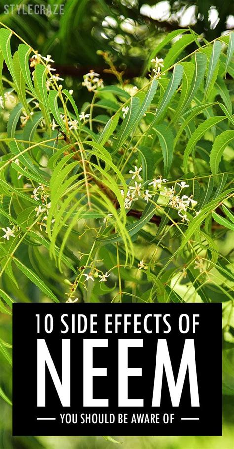 8 Side Effects Of Neem You Should Be Aware Of Neem Side Effects