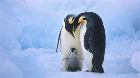 75 Cute Penguin Backgrounds On Wallpapersafari