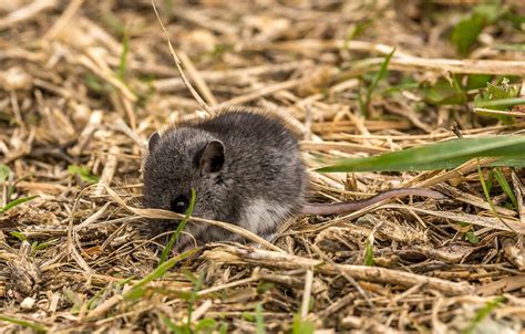 We did not find results for: Baby Field Mouse Photograph by Mike Houghton ...