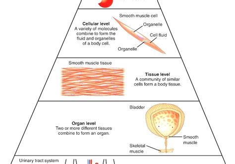 Biological Organisation Level Of Organization In The