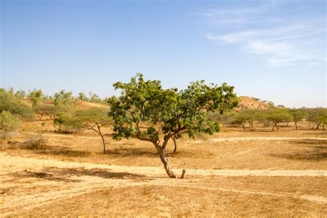 Desert Landscape In Senegal Stock Image Image Of Distance Arid
