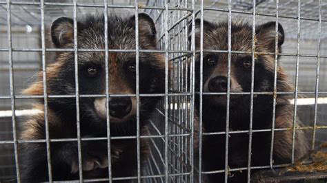 Genetic Data Links Covid Origins To Raccoon Dogs Sold At Wuhan Wet