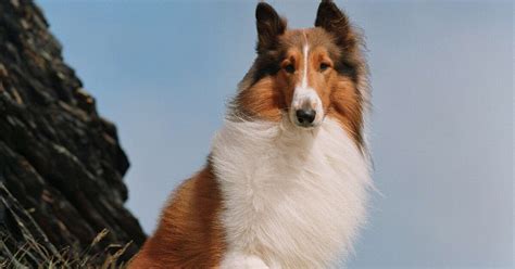 Ricordate Lassie Ecco Tutta La Verità Sulla Storia Del Cane Attore