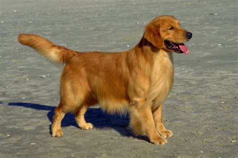 Golden Retriever Breed Guide Learn About The Golden