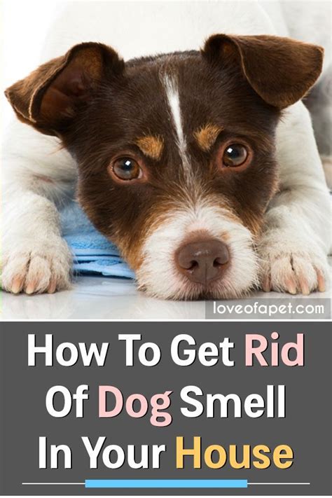 We used an ozone generator to create ozone gas. A Beginner's Guide to Get Rid of Dog Smell In Your House ...