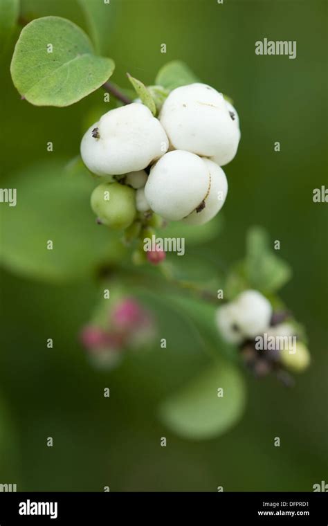Common Snowberry Symphoricarpos Albus Stock Photo Alamy