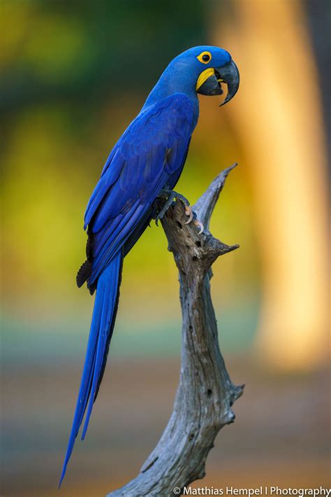 Hyacinth Macaw Macaw Animal Photography Wildlife Parrot Painting