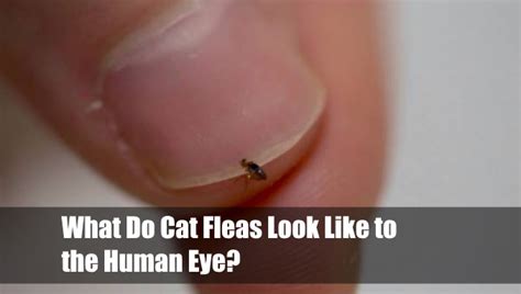 What Do Cat Fleas Look Like To The Human Eye Vet Ranch We Love Pets