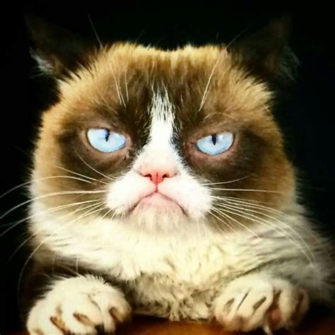 Grumpy Grumpy Cat Grumpy Cat Meme Funny Grumpy Cat Memes