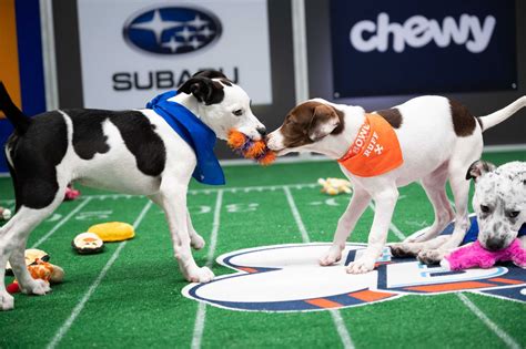 How to watch the grammys 2021 (without cable). Puppy Bowl 2021: How to watch, free live streams, TV ...
