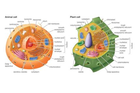 On the diagram, the cell membrane forms the outer shell of the animal cell, and can be seen as the bold line around it. Differences Between Plant and Animal Cells | Cellula ...