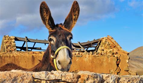 Why Did Jesus Ride A Donkey On Palm Sundayjack Klumpenhower Gospel