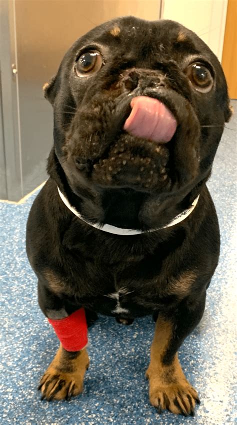 They might involve direct trauma or disorder in the respiratory system or could develop as a way their breathing may be noisy. Birkenhead performs life saving surgery on French Bulldog ...