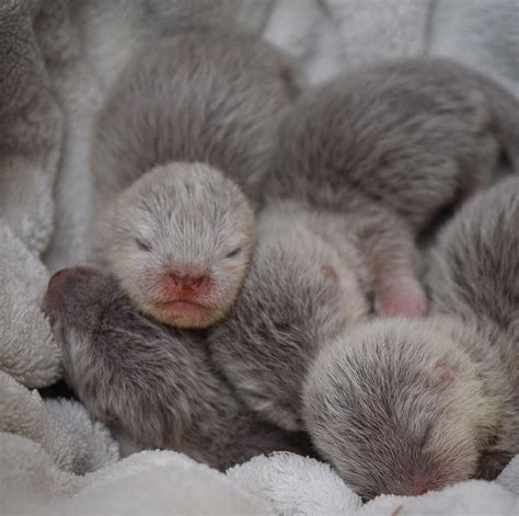 Sweetness Of The Day Pygmy Otters Were Born In The American Zoo